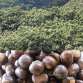 new crop big size fresh shandong tai an chestnut